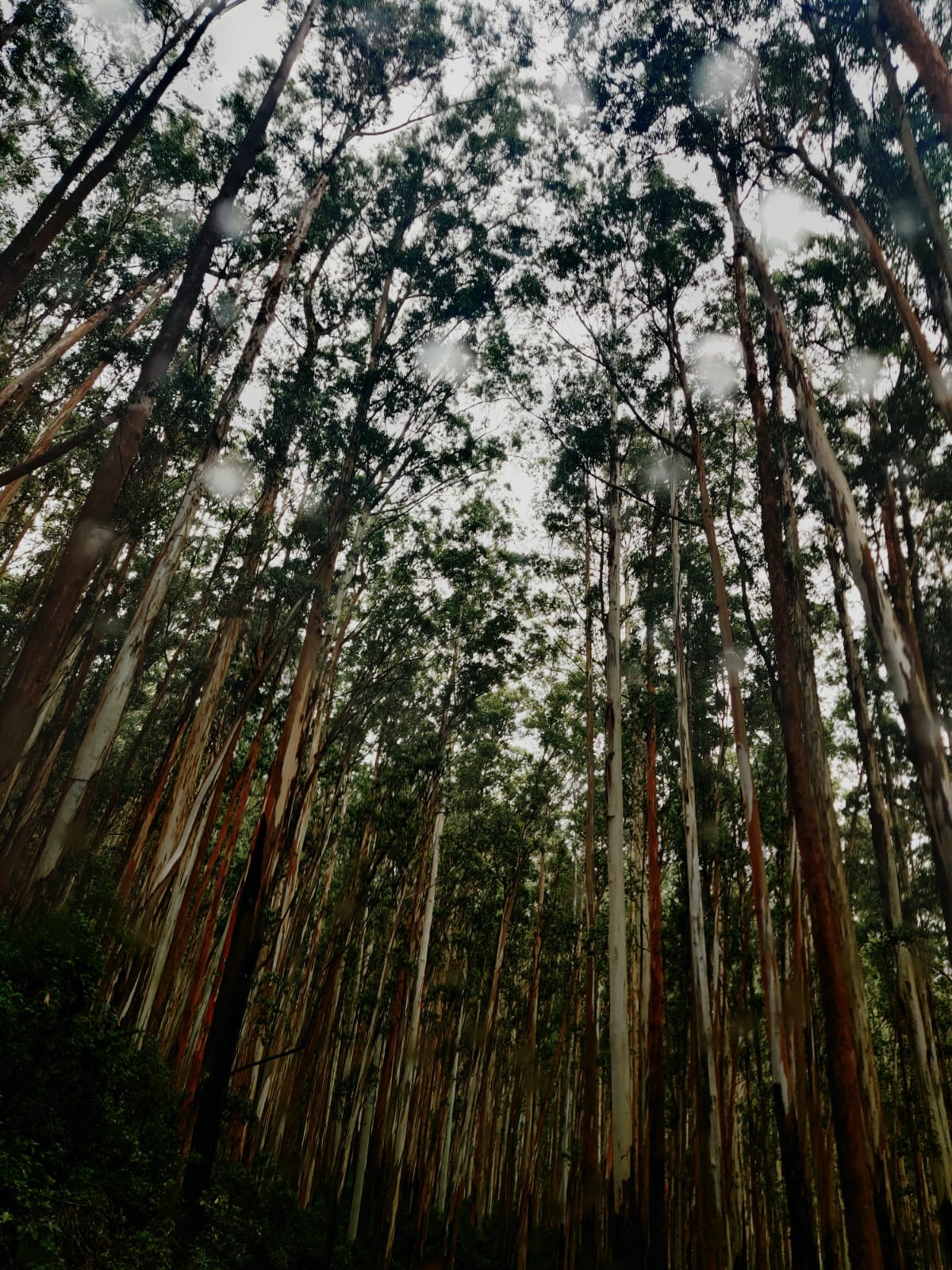 The Whispers of Love